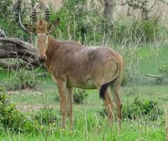 Alcelaphus buselaphus major