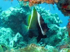 Heniochus varius