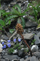 Orobanche reticulata