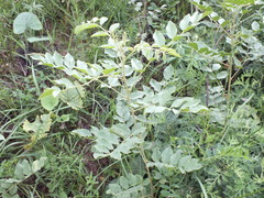 Glycyrrhiza