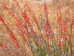 Penstemon centranthifolius