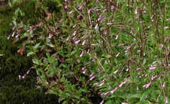 Epilobium alsinifolium
