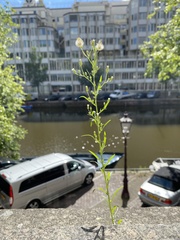 Erigeron canadensis