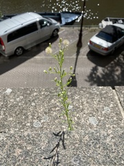Erigeron canadensis