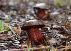 Boletus tasmanicus
