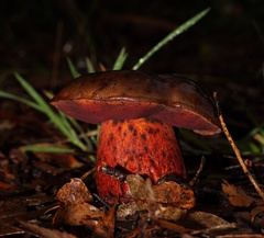 Boletus tasmanicus