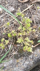 Geranium