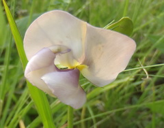 Vigna vexillata angustifolia
