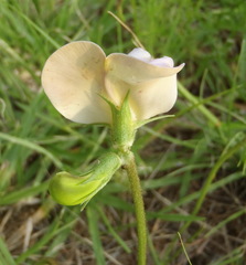 Vigna vexillata angustifolia