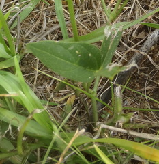 Vigna vexillata angustifolia