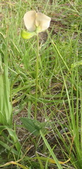Vigna vexillata angustifolia