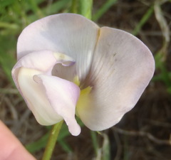 Vigna vexillata angustifolia