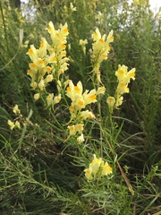 Linaria vulgaris