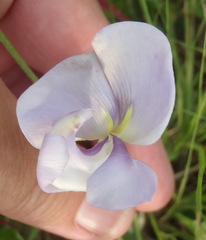 Vigna vexillata angustifolia