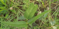 Vigna vexillata angustifolia