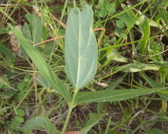 Vigna vexillata angustifolia