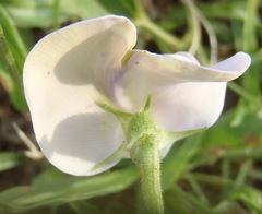 Vigna vexillata angustifolia