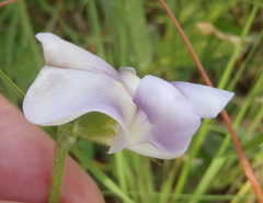 Vigna vexillata angustifolia
