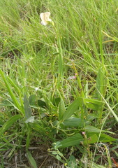 Vigna vexillata angustifolia