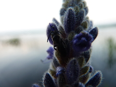 Dufourea novaeangliae