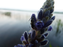 Dufourea novaeangliae
