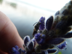 Dufourea novaeangliae
