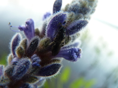 Dufourea novaeangliae