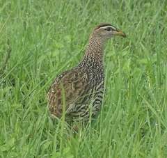 Pternistis bicalcaratus