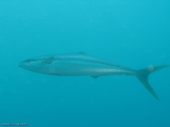 Elagatis bipinnulata