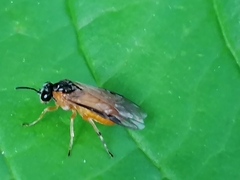 Athalia rosae