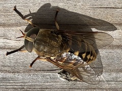 Tabanus sudeticus