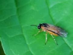 Athalia rosae