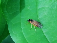 Athalia rosae