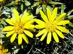 Oedera imbricata