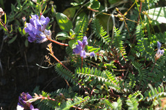 Oxytropis montana