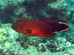 Cephalopholis urodeta