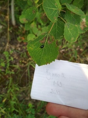 Phratora vulgatissima