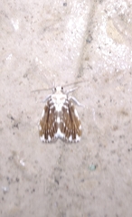 Pseudoadites frigida