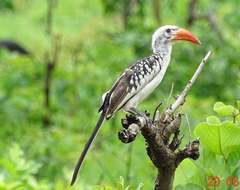 Tockus erythrorhynchus