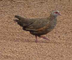 Ptilopachus petrosus