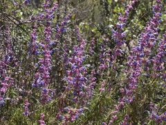 Trichostema lanatum