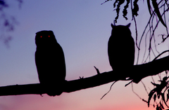 Bubo virginianus