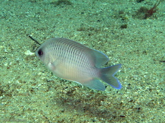 Mecaenichthys immaculatus