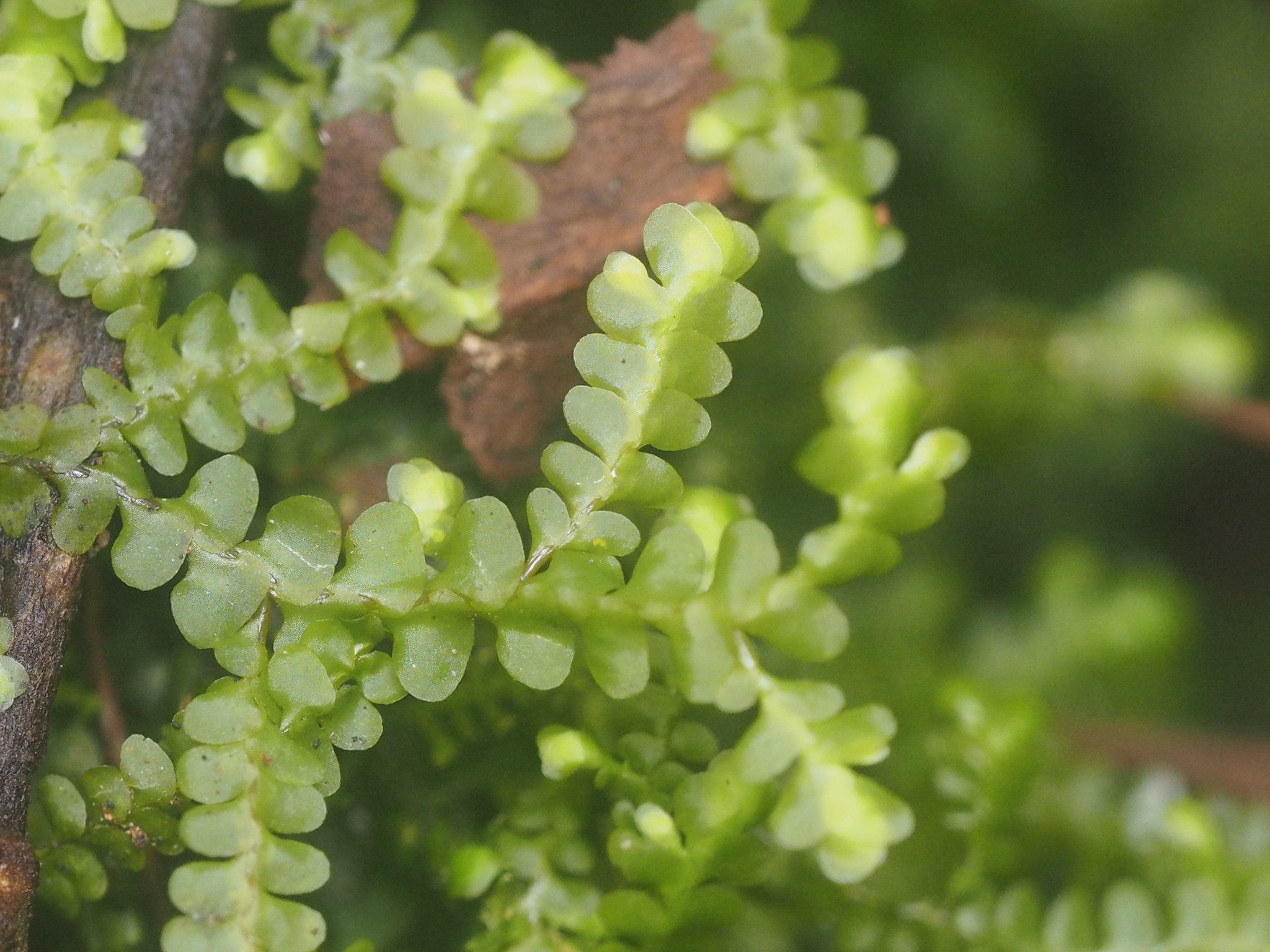 Radula javanica
