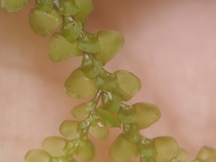 Radula javanica