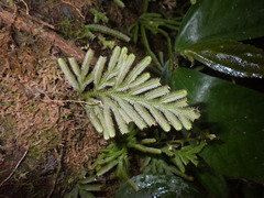 Selaginella intermedia