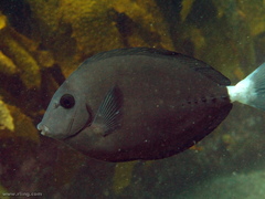 Prionurus microlepidotus