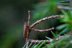 Limnephilus auricula