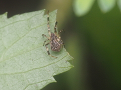 Episinus