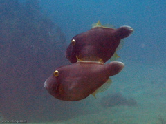 Eubalichthys bucephalus